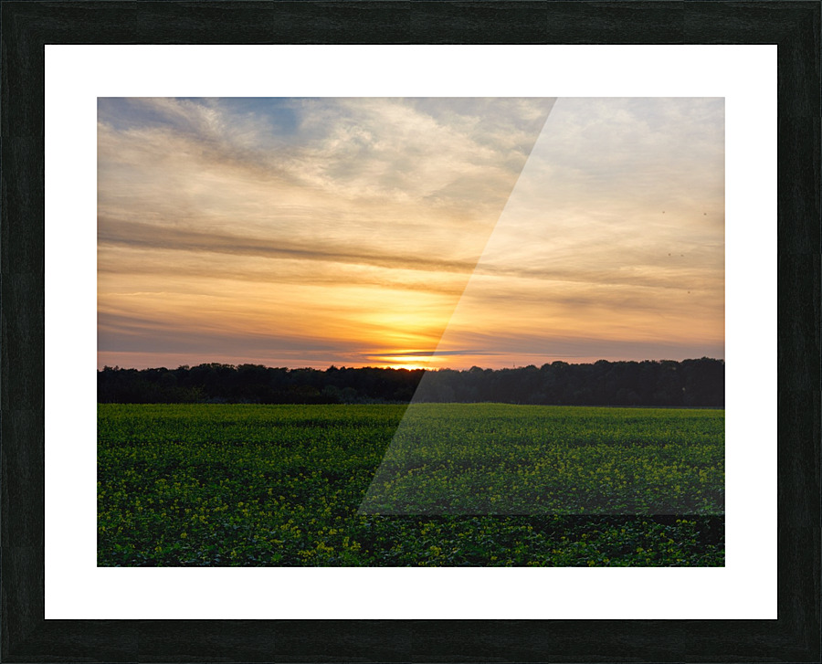 Sunset on the fields Picture Frame print