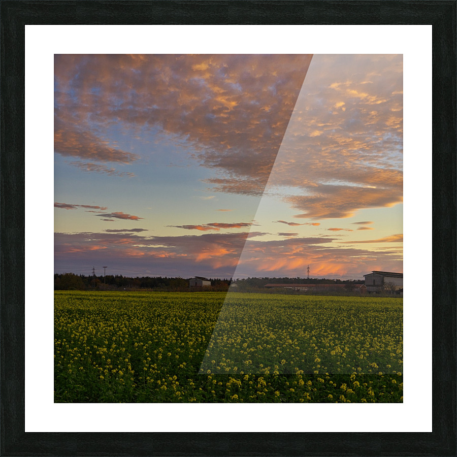 Sunset on the fields Picture Frame print