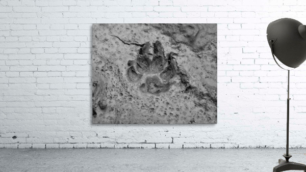 Pawprint Wall Preview