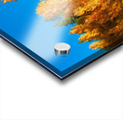 267 aspens pano Acrylic print