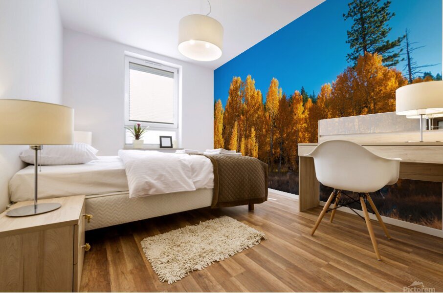 267 aspens pano Mural print