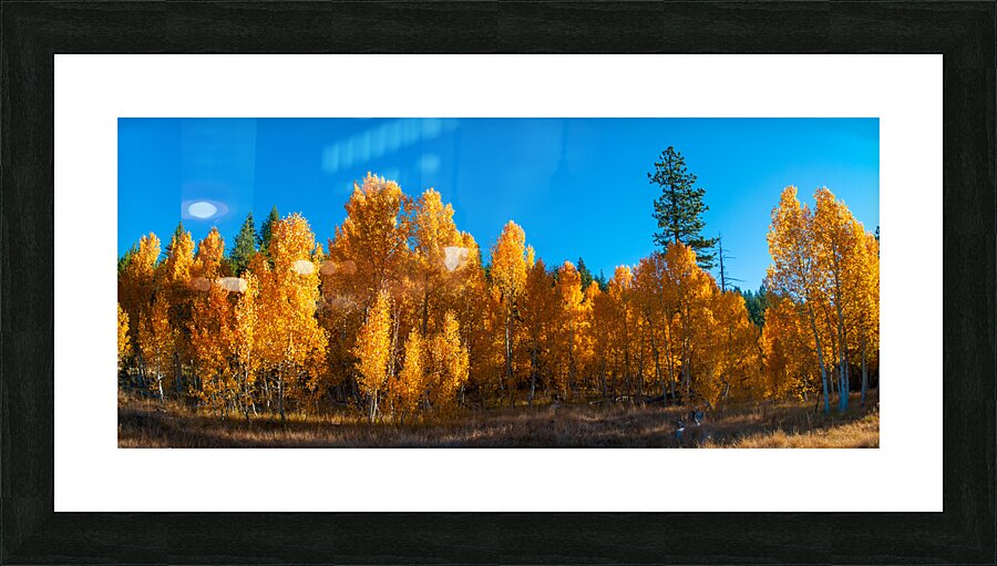 267 aspens pano Picture Frame print