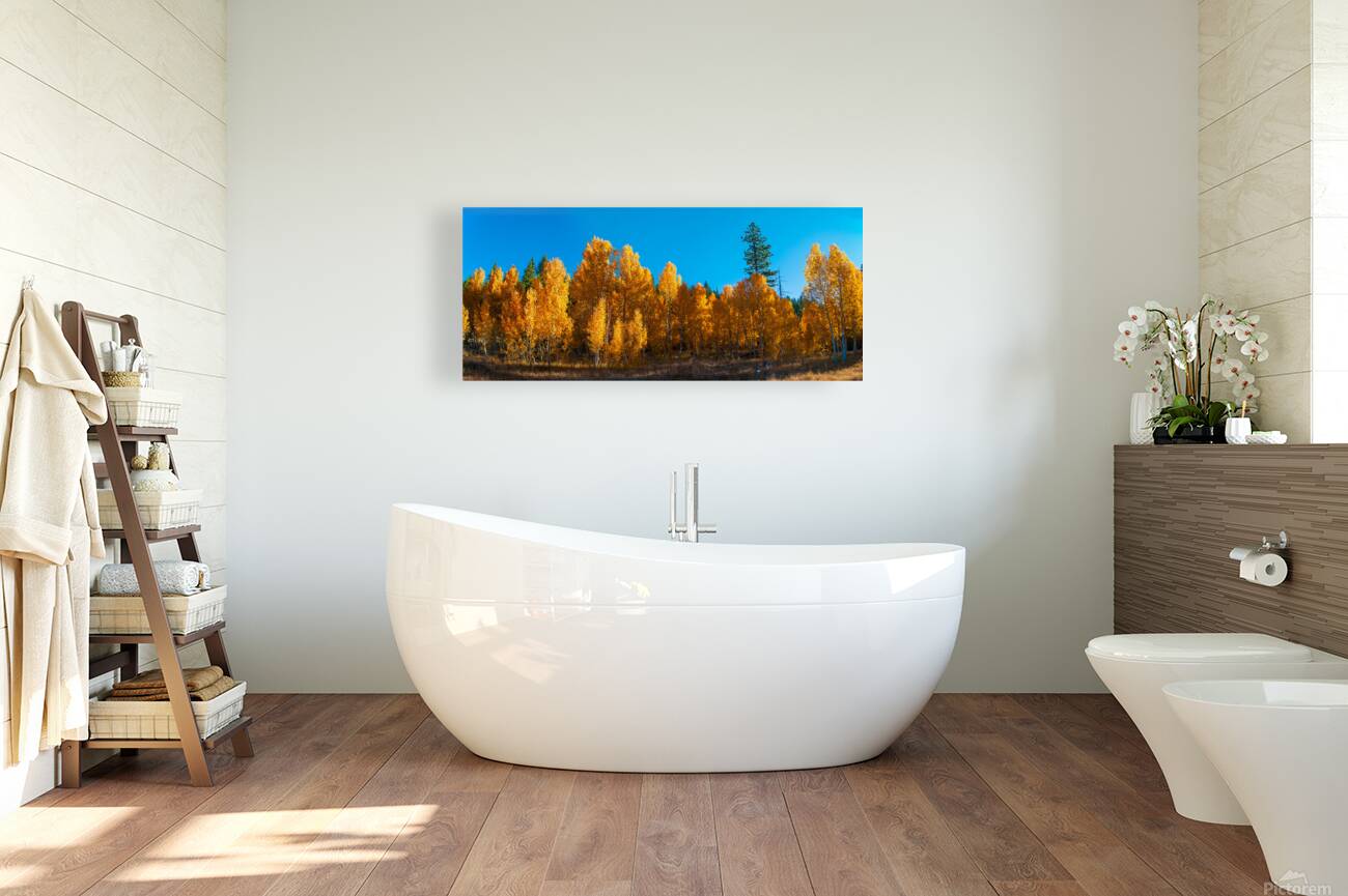 267 aspens pano Reproduction