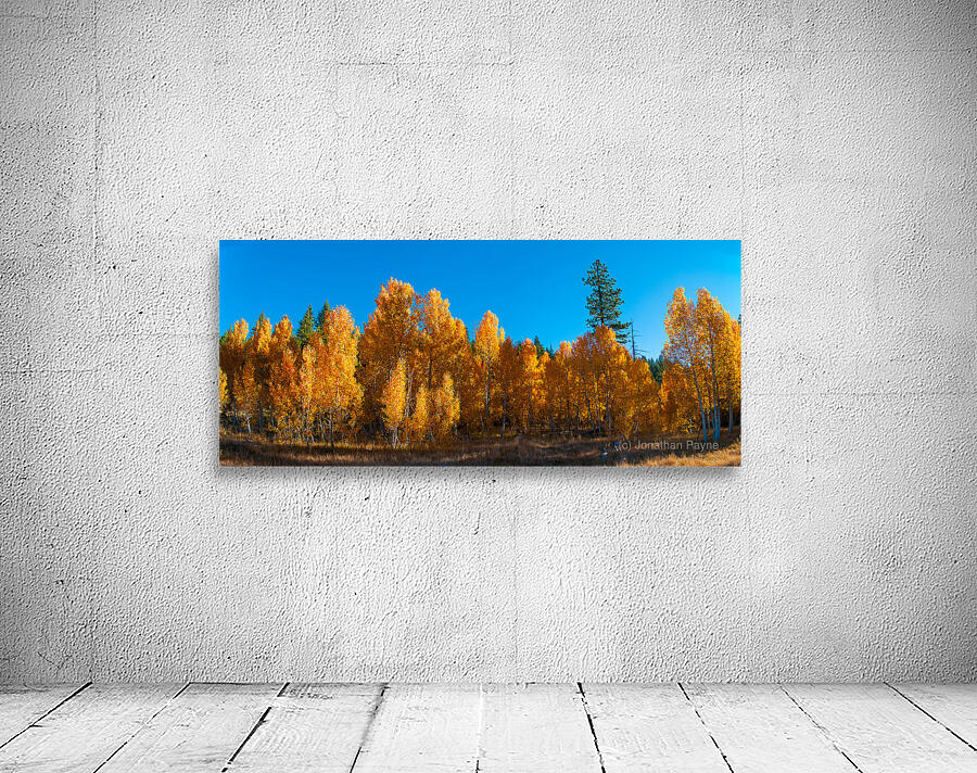 267 aspens pano Wall Preview