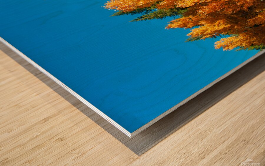 267 aspens pano Wood print