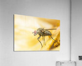 The Fly Acrylic Print