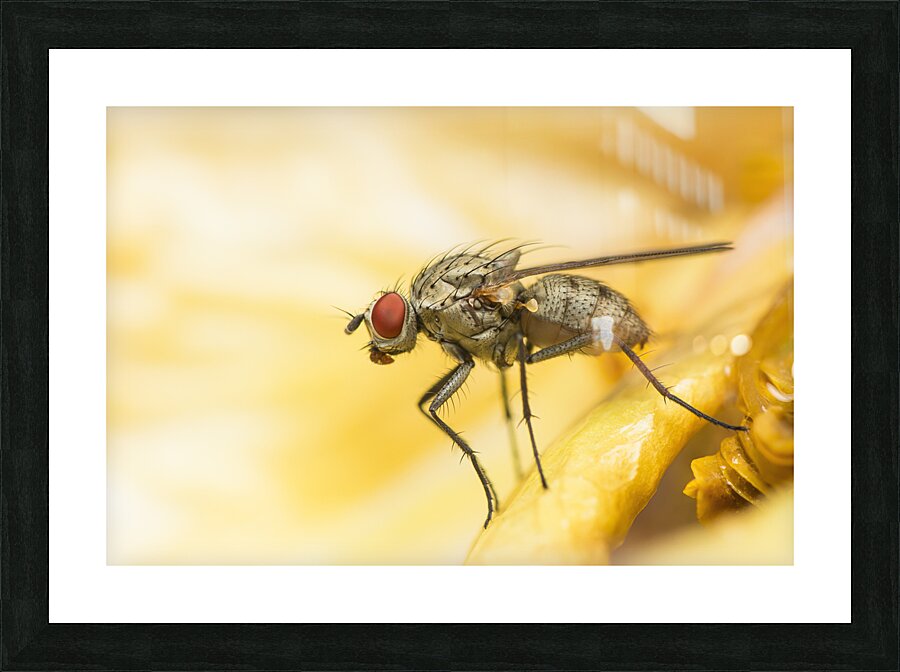 The Fly Picture Frame print