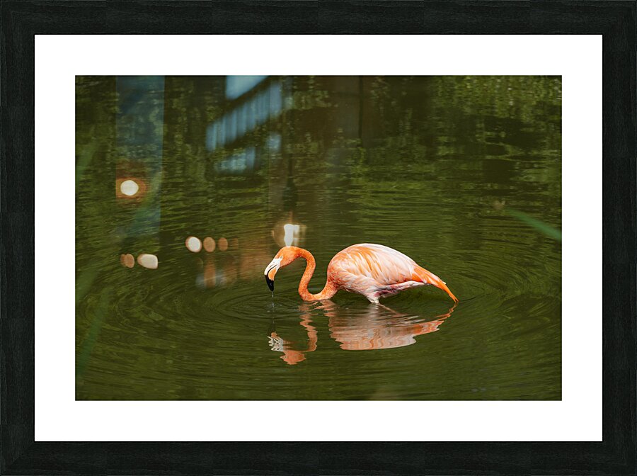 Vibrant Contrast - 2 Picture Frame print