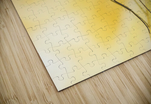 The Fly Peter Orfankos puzzle