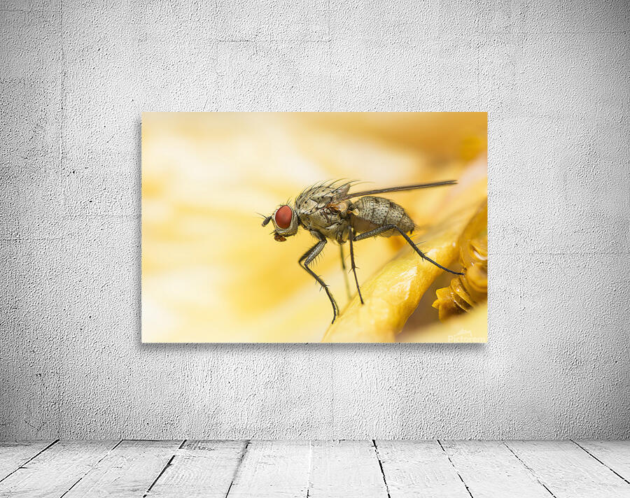 The Fly Wall Preview