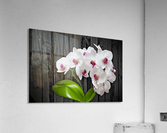 Orchid Love Acrylic Print
