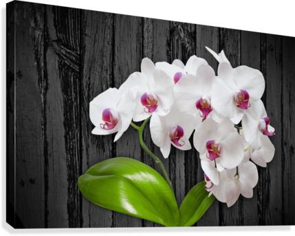 Orchid Love Canvas Print
