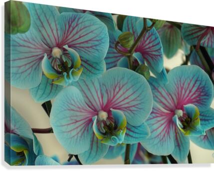 Orchid vibrant Canvas Print