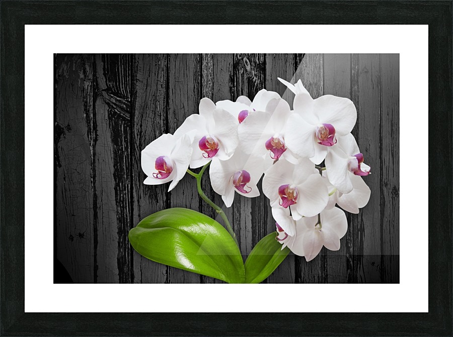 Orchid Love Picture Frame print