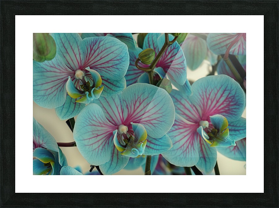 Orchid vibrant Picture Frame print