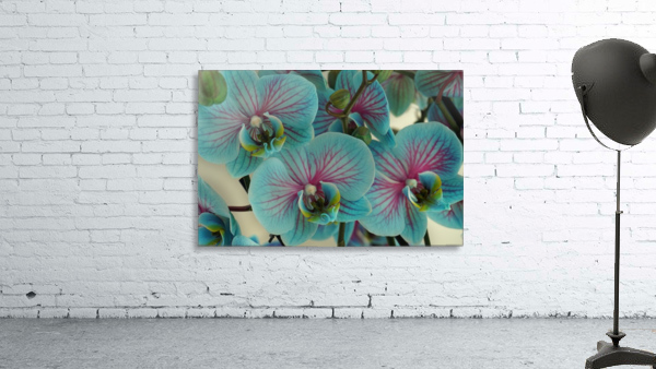 Orchid vibrant Wall Preview
