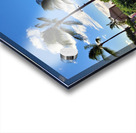 Ghost Cloud Palm Tree Acrylic print