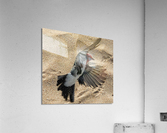 Beach Birdy Acrylic Print