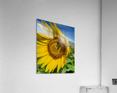 Sun Flower Acrylic Print