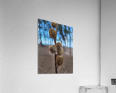 Beach Pine Cone Acrylic Print