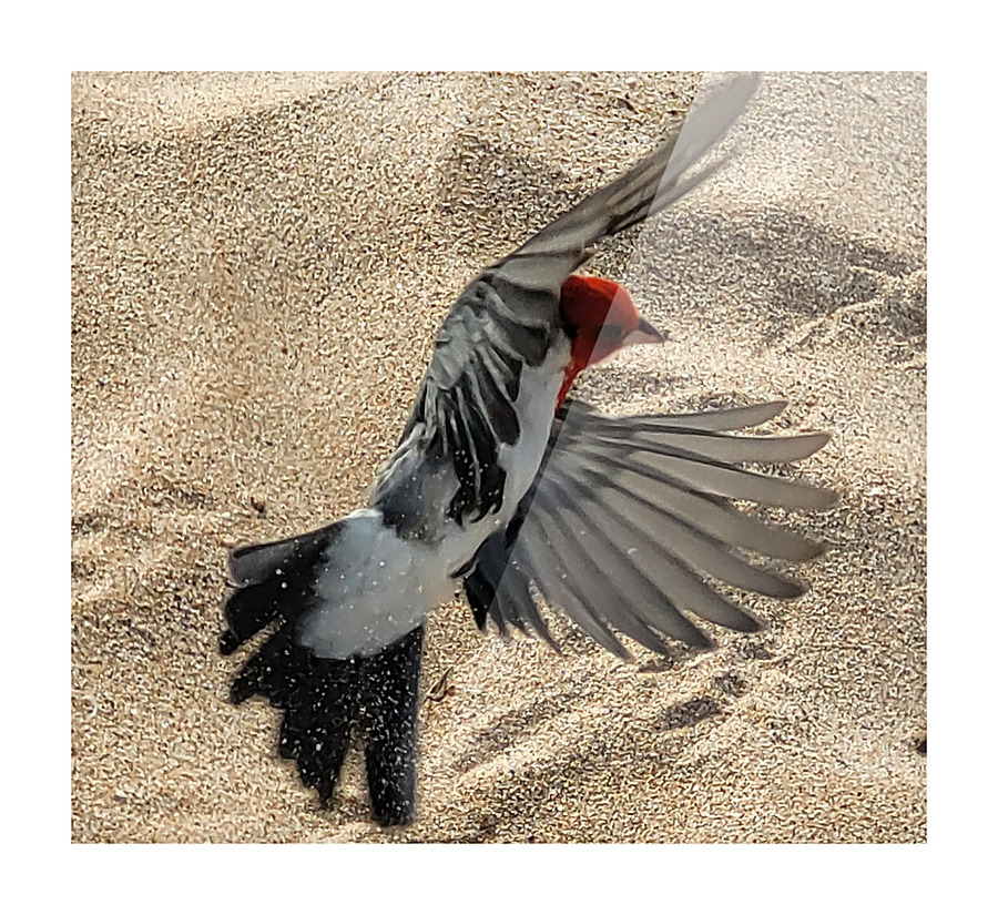 Beach Birdy Picture Frame print