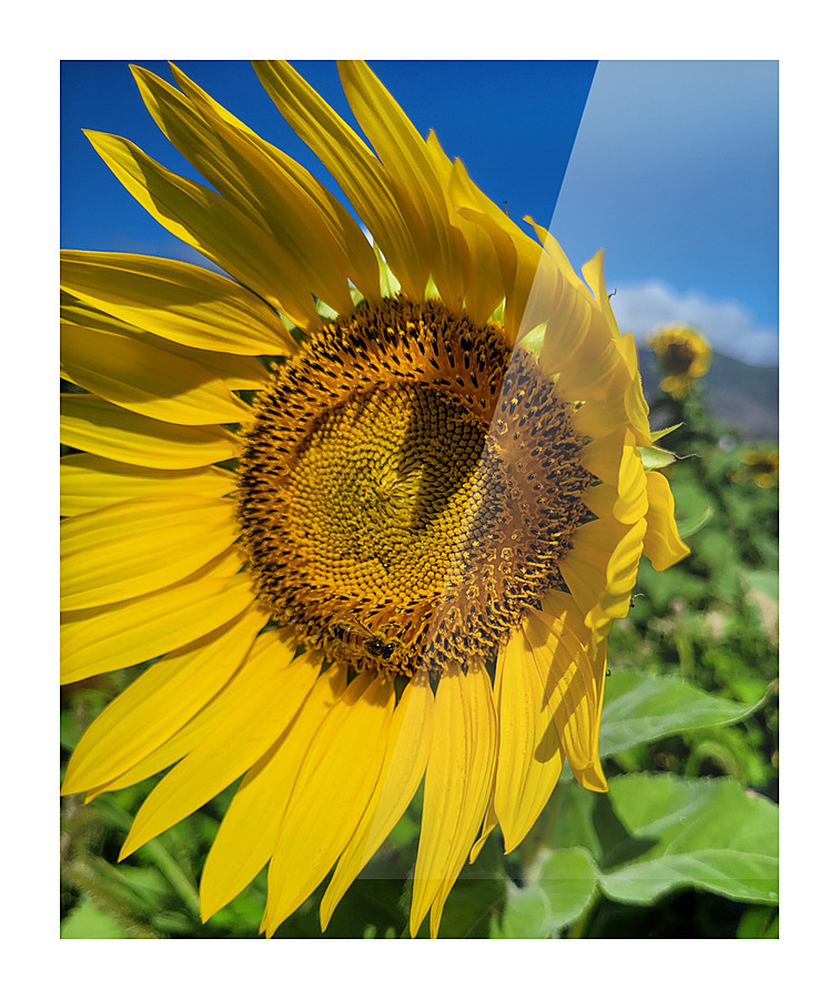 Sun Flower Picture Frame print