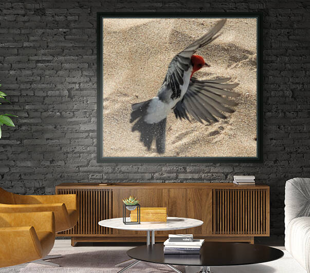 Beach Birdy by Miguelito Hornamenaz de Trimm
