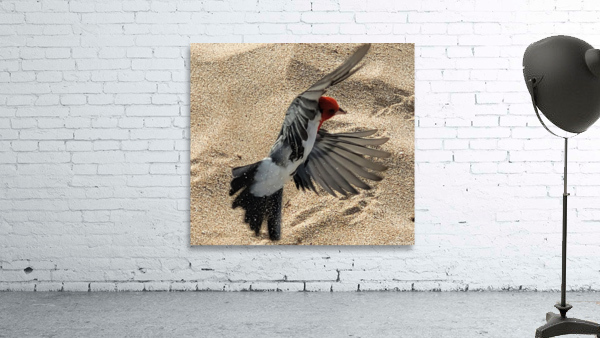 Beach Birdy Wall Preview