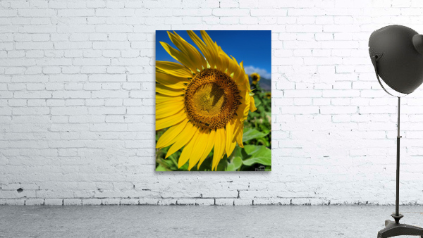 Sun Flower Wall Preview