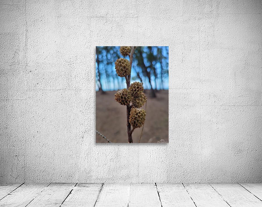 Beach Pine Cone Wall Preview