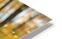 champignon 05 HD Metal print