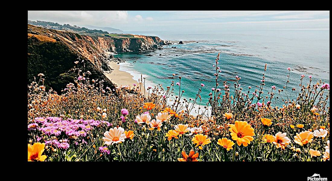 Wildflower Blooming along the Beautiful Coastline Reproduction