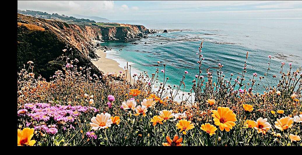 Wildflower Blooming along the Beautiful Coastline by Vaivirga