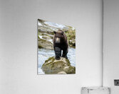 0024 MISC GREG JOHNSON Acrylic Print