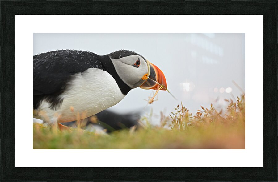 0015 MISC GREG JOHNSON Picture Frame print