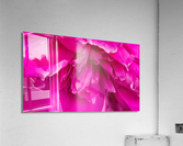 Peony Blossom Acrylic Print