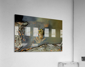Mink Frog 2 Acrylic Print