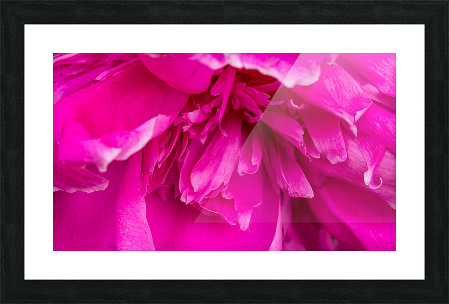 Peony Blossom Picture Frame print