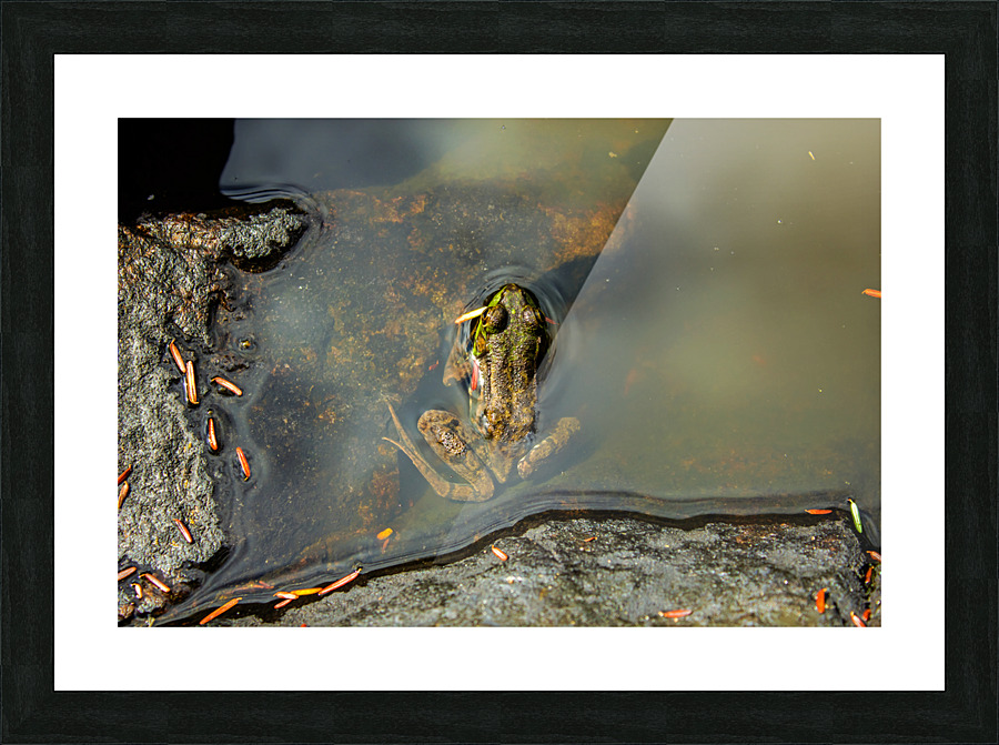 Mink Frog 2 Picture Frame print
