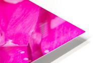 Peony Blossom HD Metal print