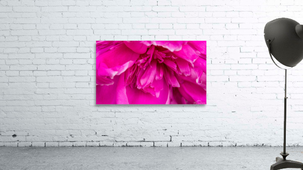 Peony Blossom Wall Preview