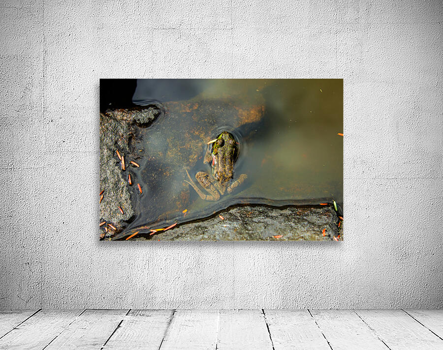 Mink Frog 2 Wall Preview