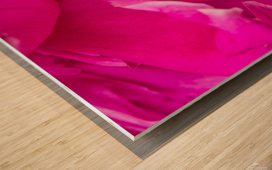 Peony Blossom Wood print