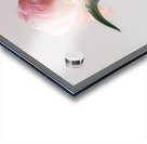 DOWNLOAD   Furry Pink 24x30 4 5ratio Acrylic print