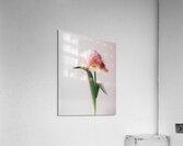 DOWNLOAD   Furry Pink 24x30 4 5ratio Acrylic Print