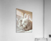 DOWNLOAD   2.Sleeping Beauty 24x30 4 5ratio Acrylic Print