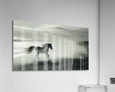 Run Free  Acrylic Print