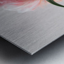 DOWNLOAD   Furry Pink 24x30 4 5ratio Metal print