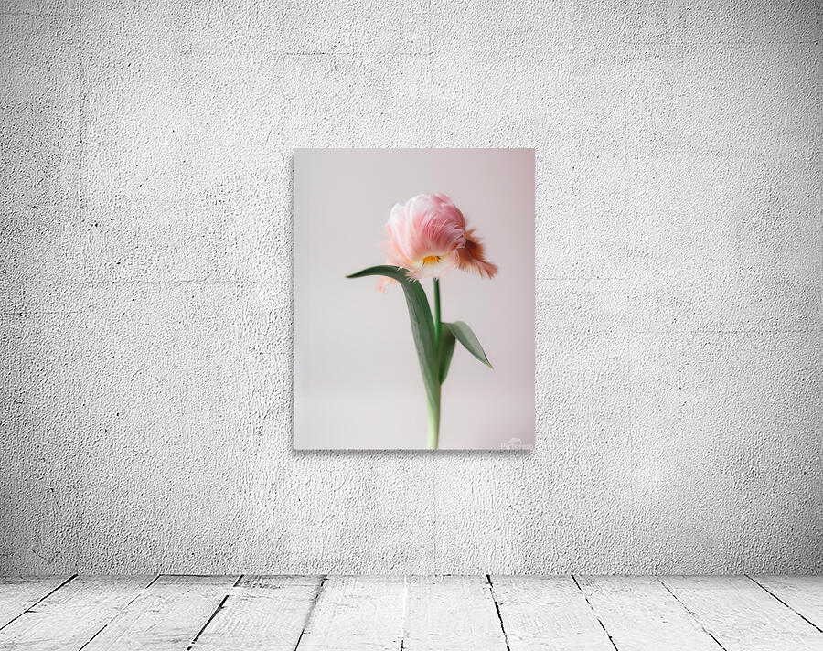 DOWNLOAD   Furry Pink 24x30 4 5ratio Wall Preview