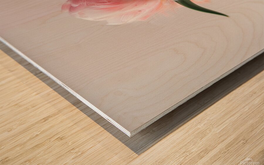 DOWNLOAD   Furry Pink 24x30 4 5ratio Wood print